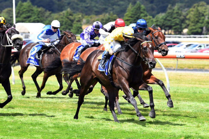 11++ Racing stables palmerston north information